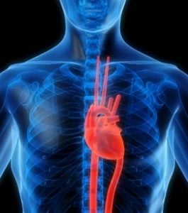 les-victimes-d-attaque-cardiaque-presenteraient-des-malformations-au-niveau-de-certaines-cellules-sanguines_44969_w696